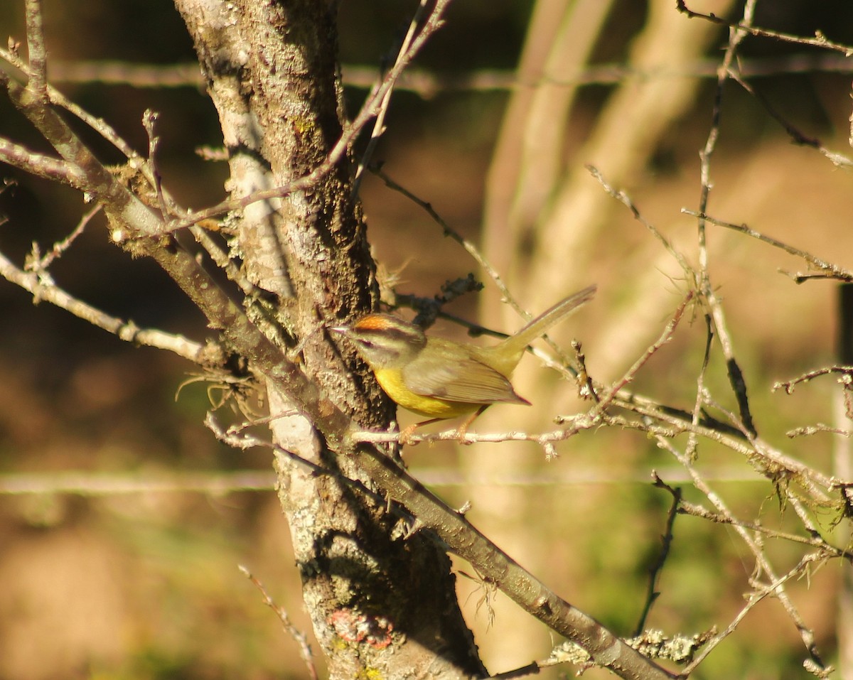 Golden-crowned Warbler - ML621011929