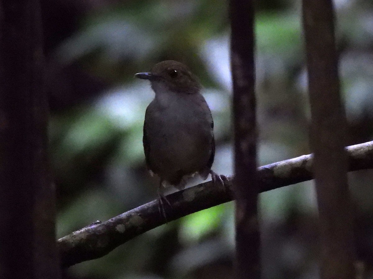 Sulawesi Babbler - ML621011930