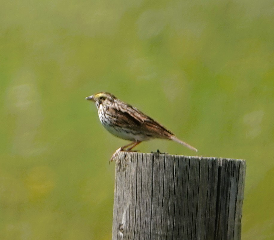 Savannah Sparrow - ML621011939