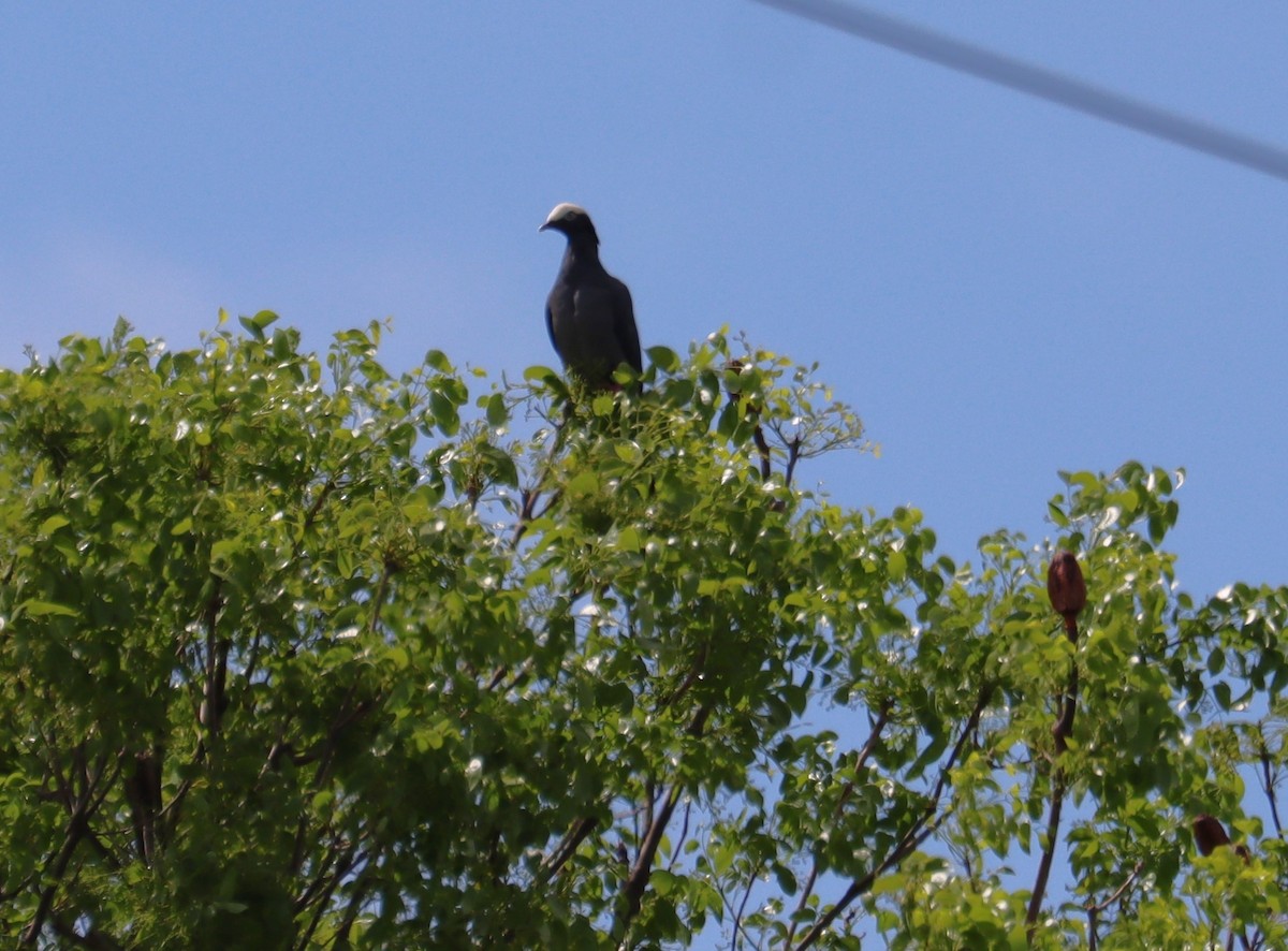White-crowned Pigeon - ML621011951