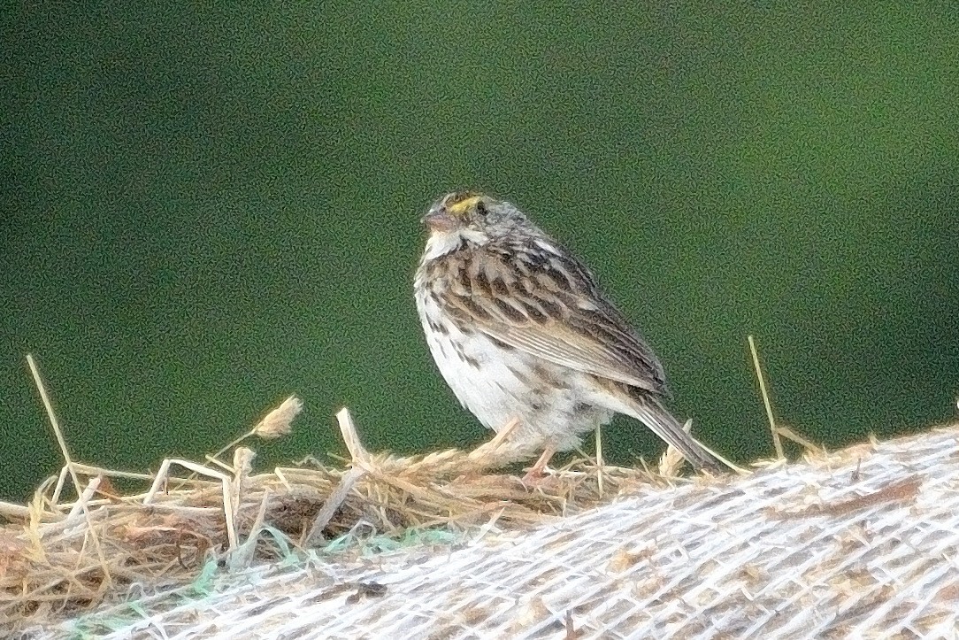 Savannah Sparrow - ML621011983