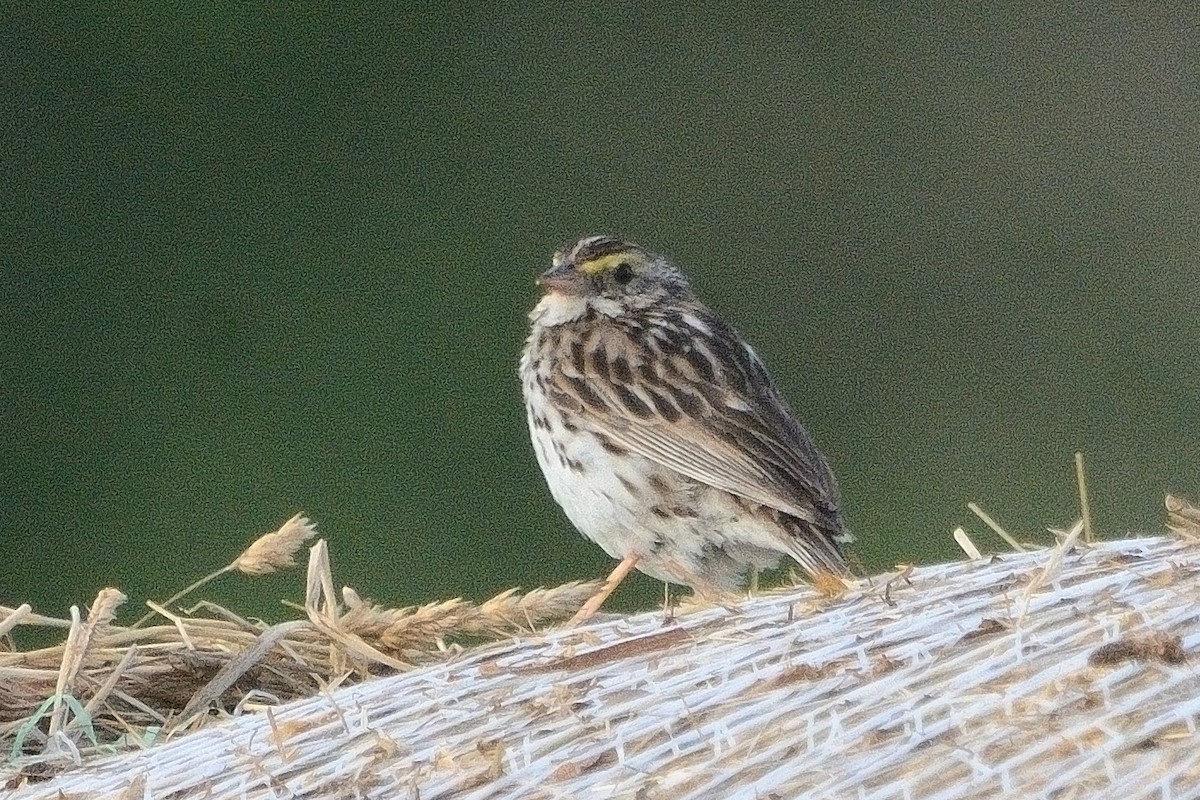 Savannah Sparrow - ML621011984