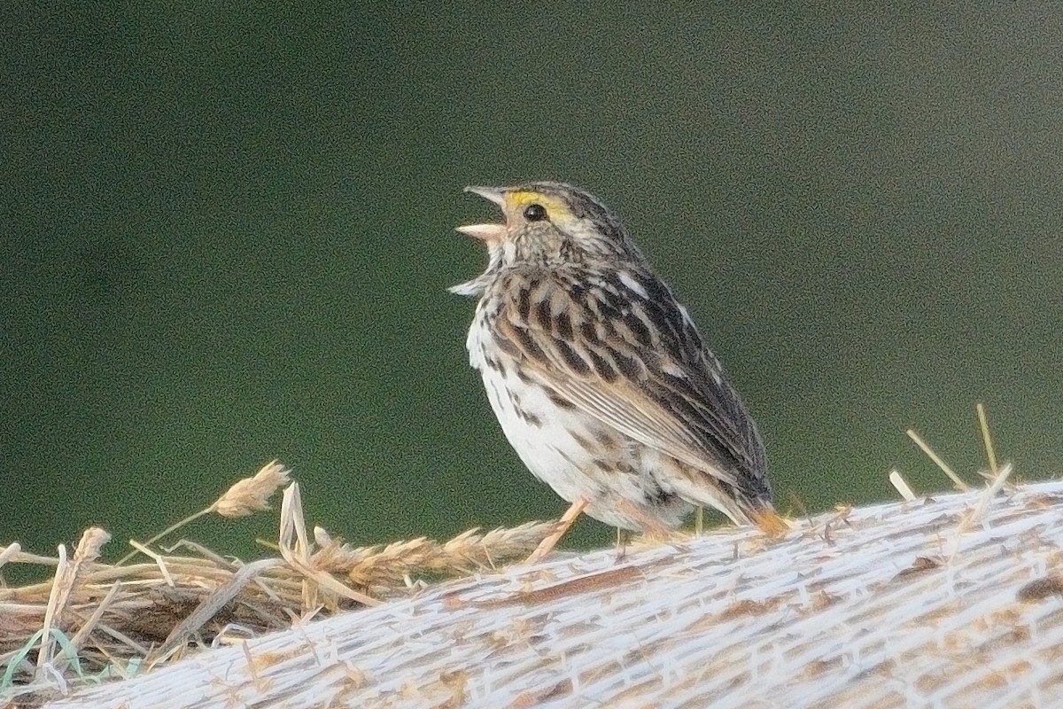Savannah Sparrow - ML621011985