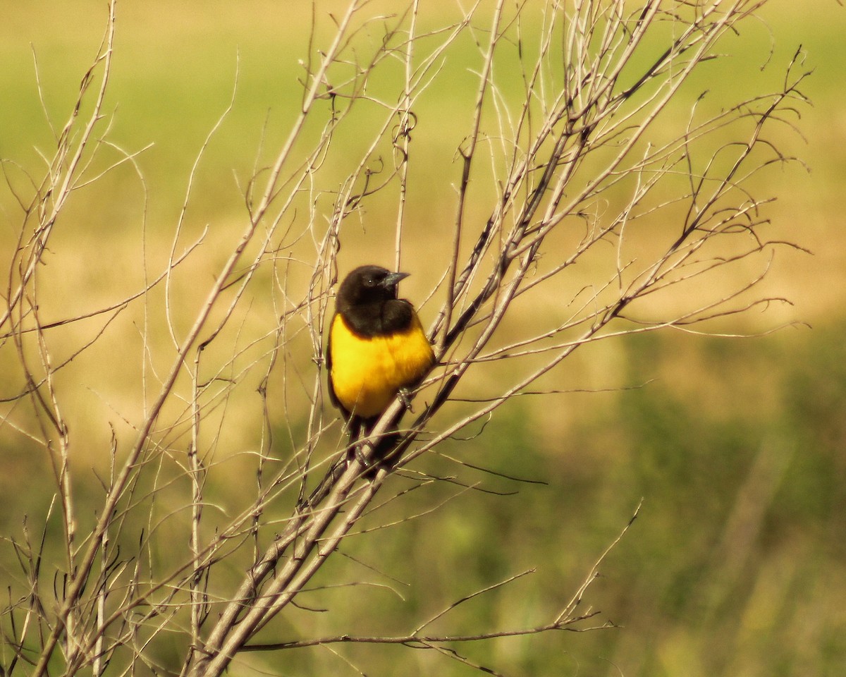 Yellow-rumped Marshbird - ML621011986