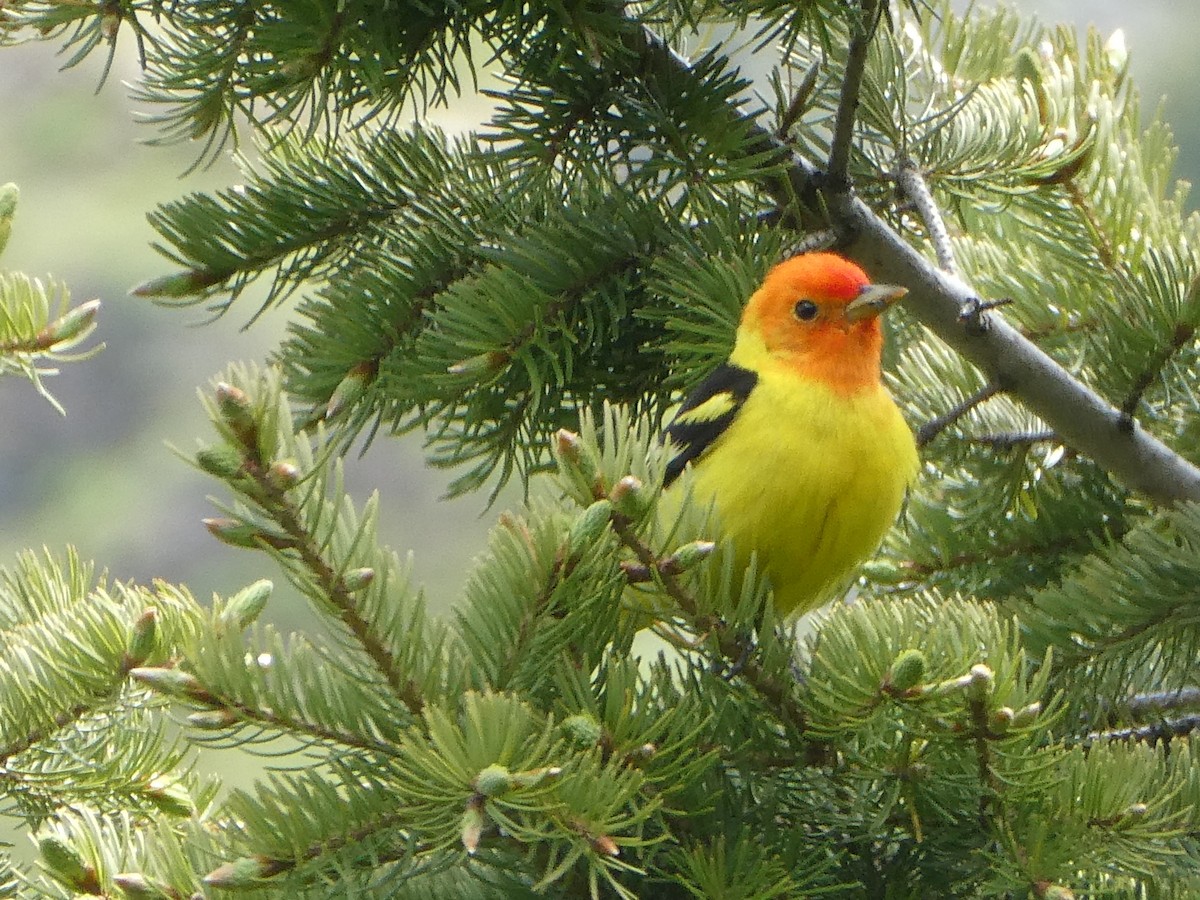 Western Tanager - ML621012028
