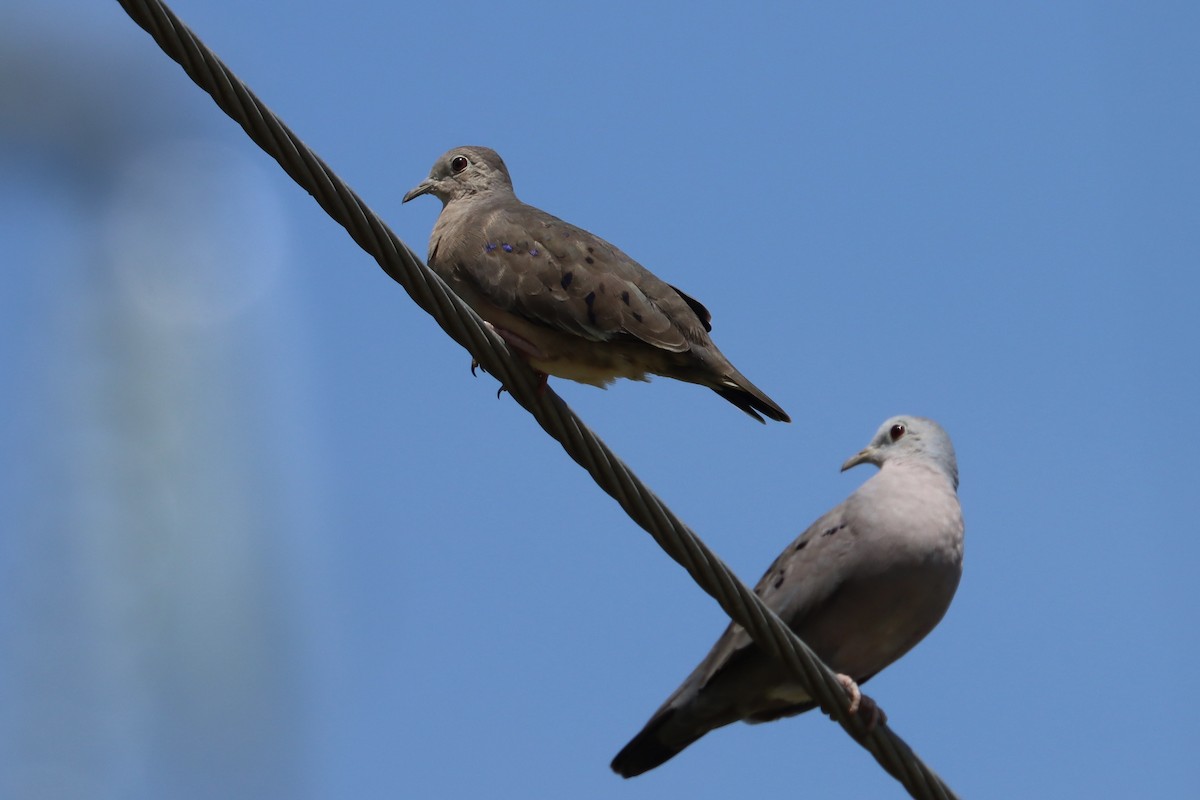 Plain-breasted Ground Dove - ML621012102