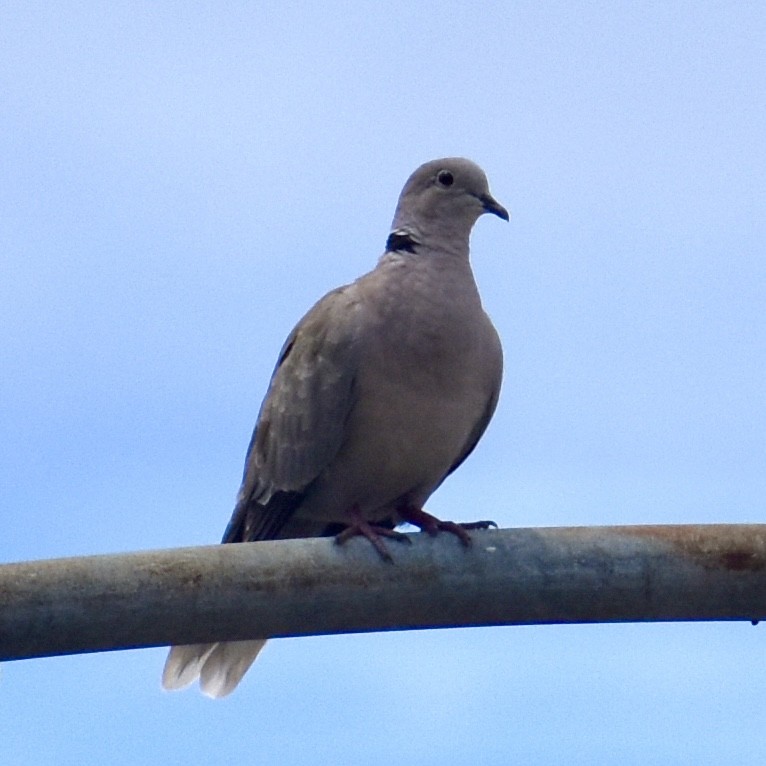Eurasian Collared-Dove - ML621012117
