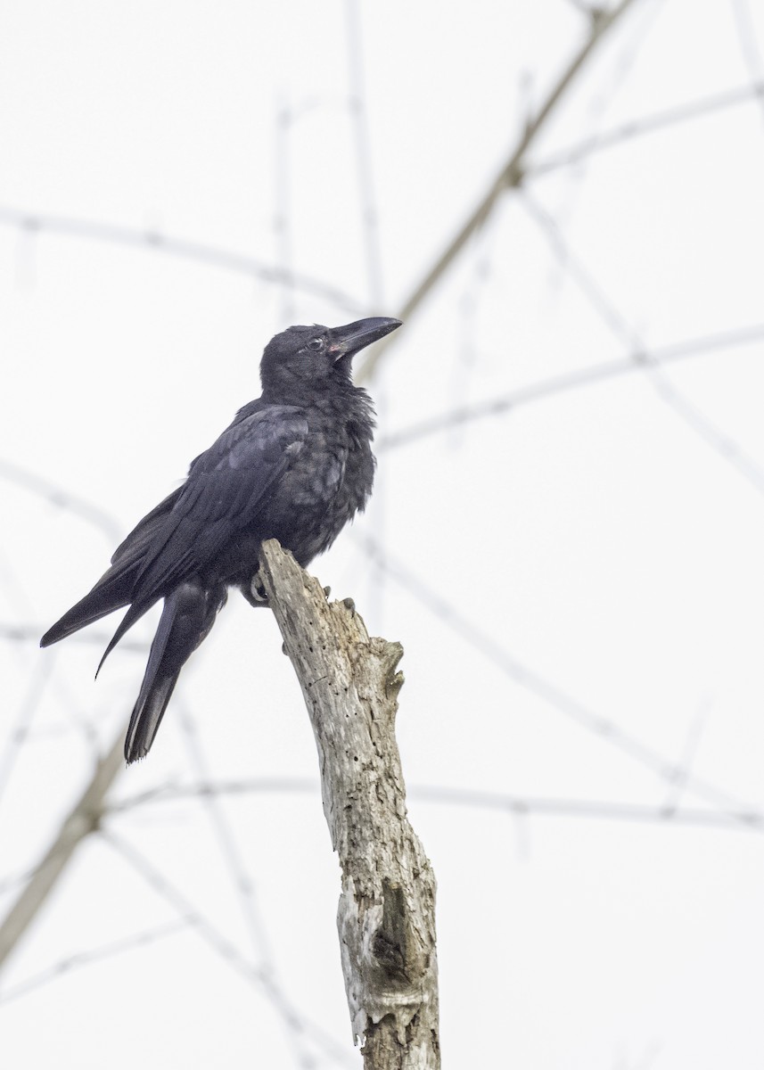 Large-billed Crow - ML621012118