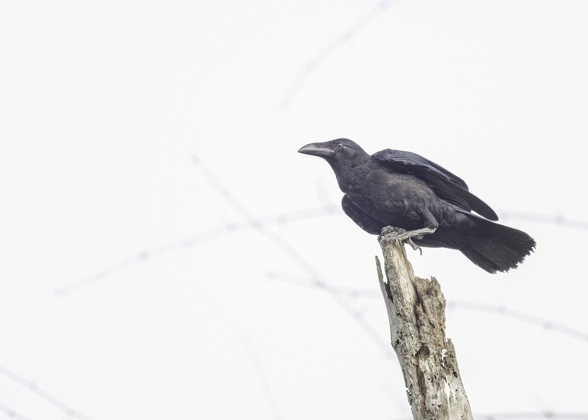 Large-billed Crow - Keshava Mysore