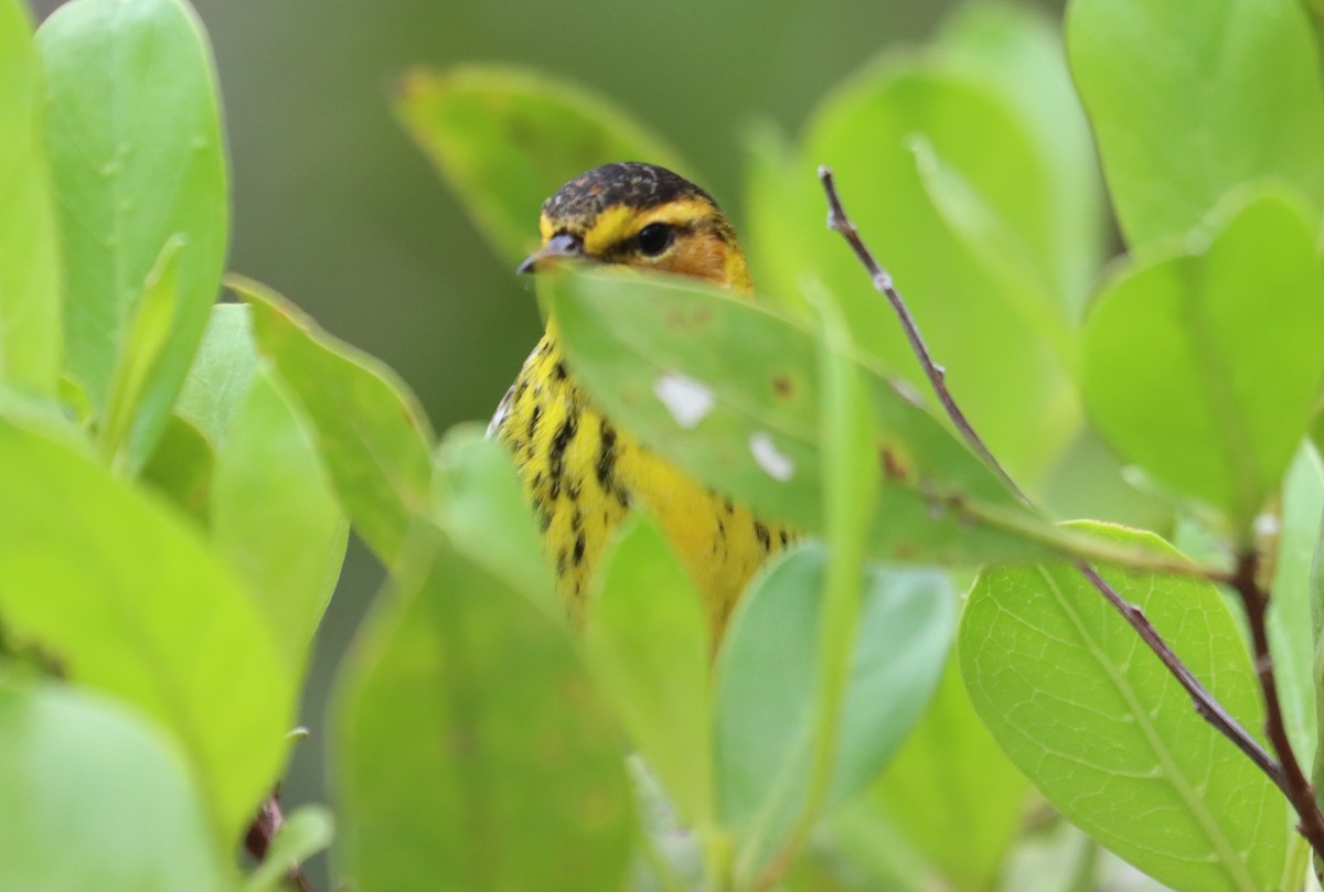 Cape May Warbler - ML621012125