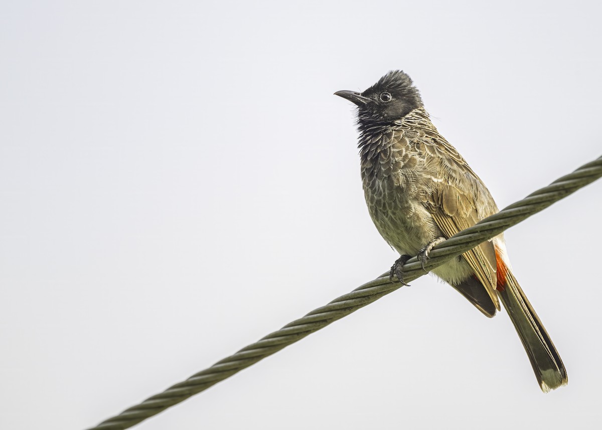 Red-vented Bulbul - ML621012138