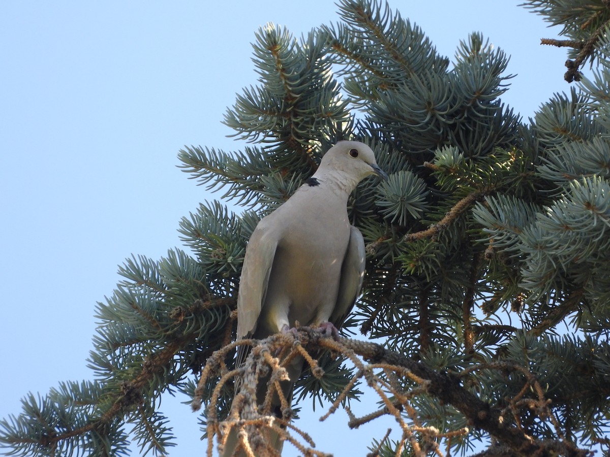 Eurasian Collared-Dove - ML621012139