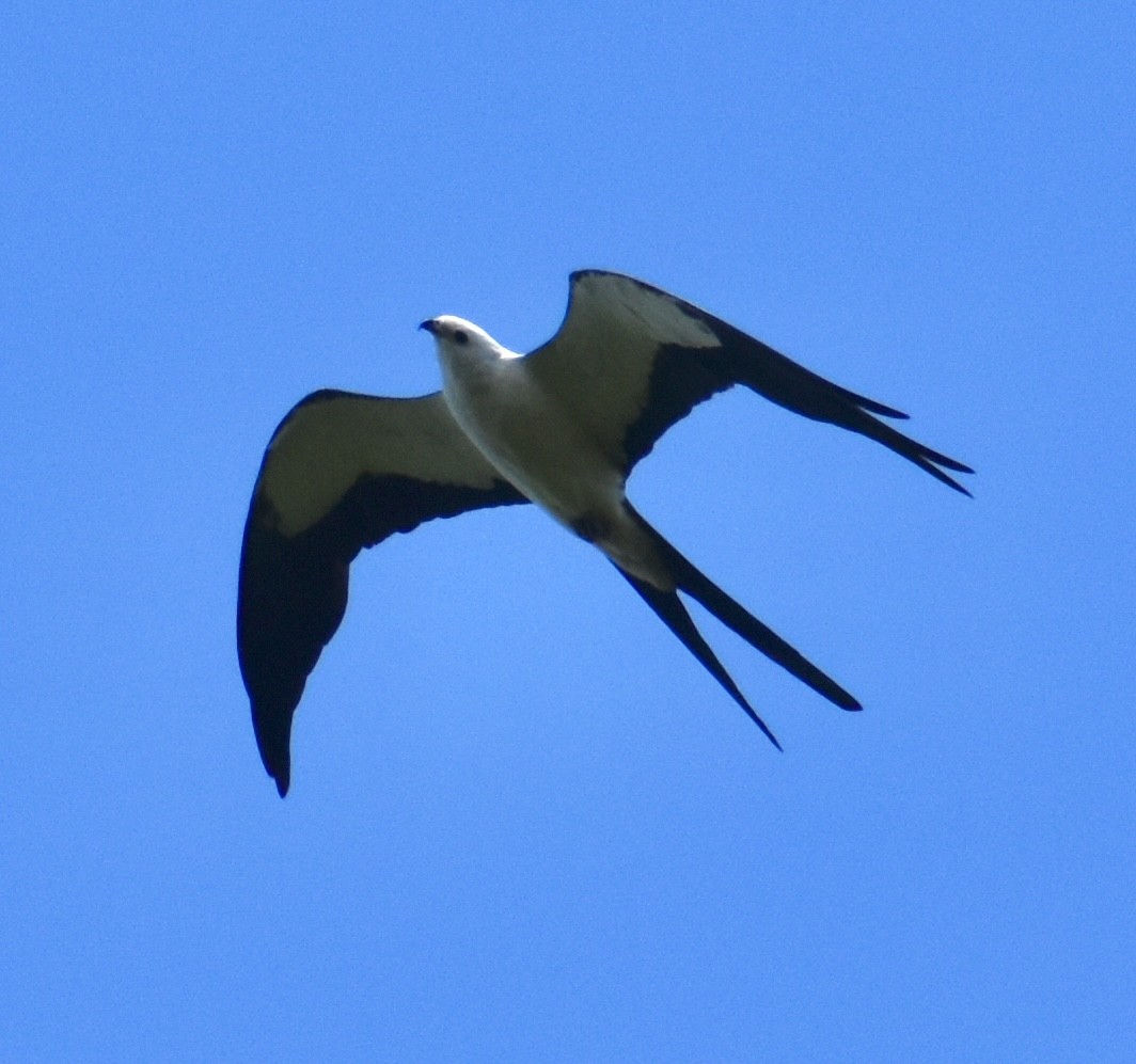 Swallow-tailed Kite - Paul Wallace