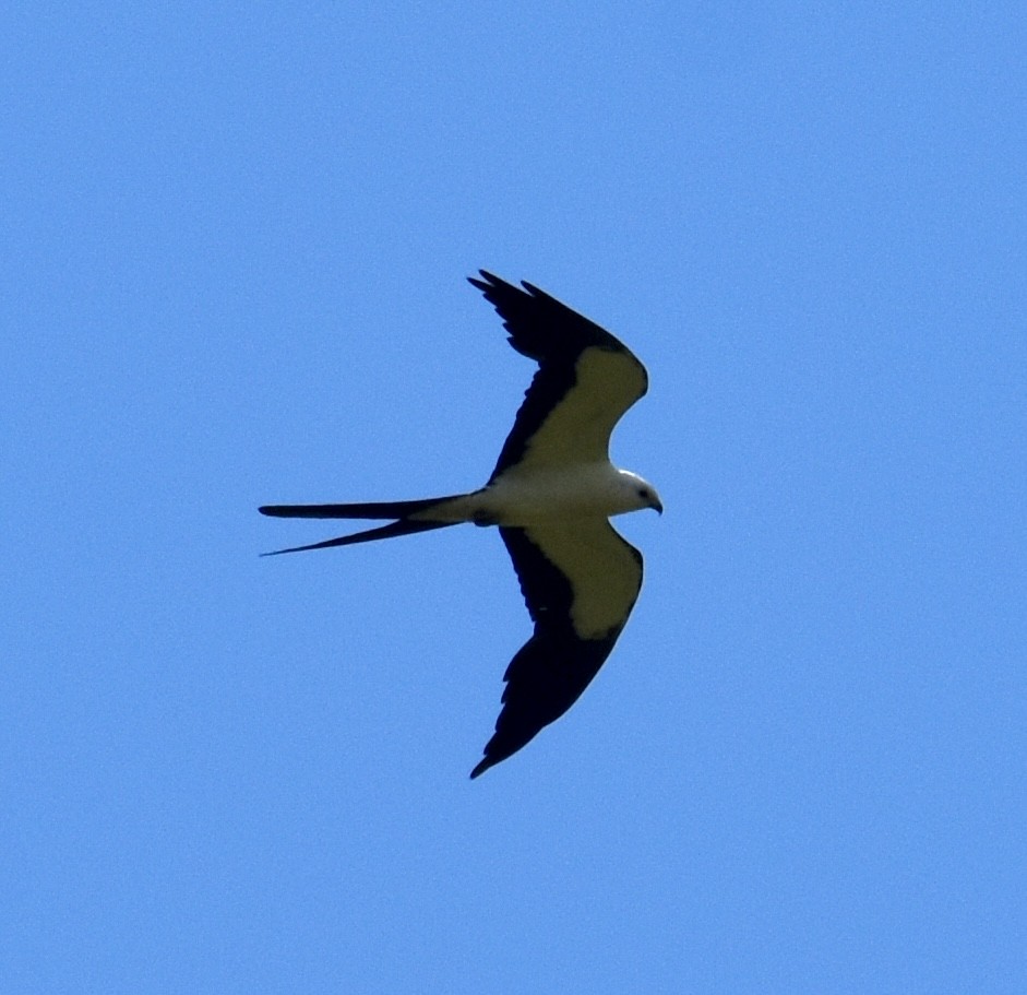 Swallow-tailed Kite - ML621012158
