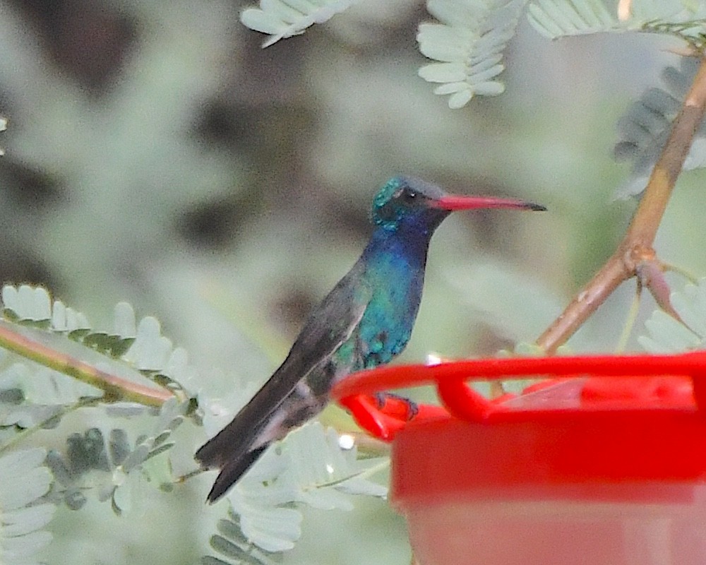 Broad-billed Hummingbird - ML621012159