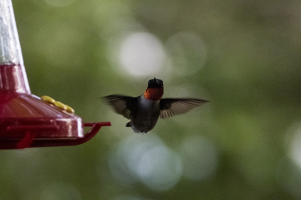 Ruby-throated Hummingbird - ML621012169