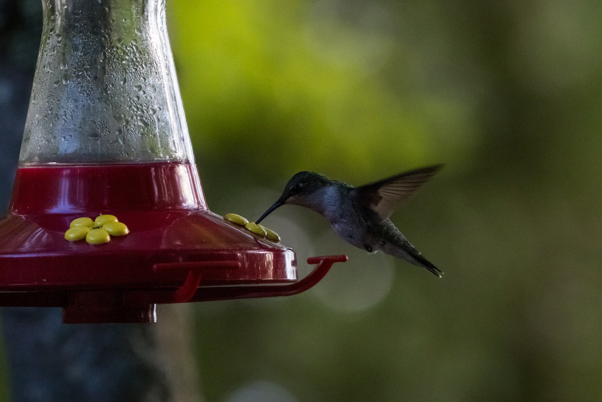 Ruby-throated Hummingbird - ML621012170