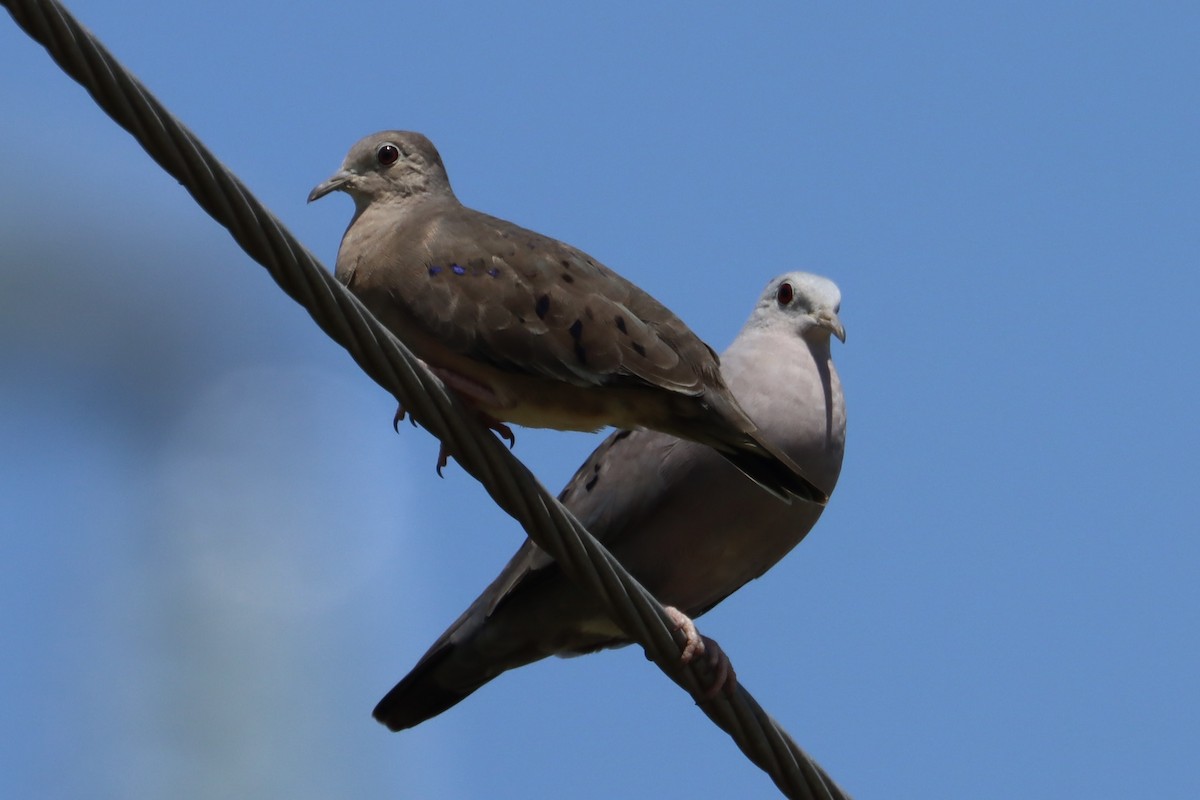 Plain-breasted Ground Dove - ML621012172