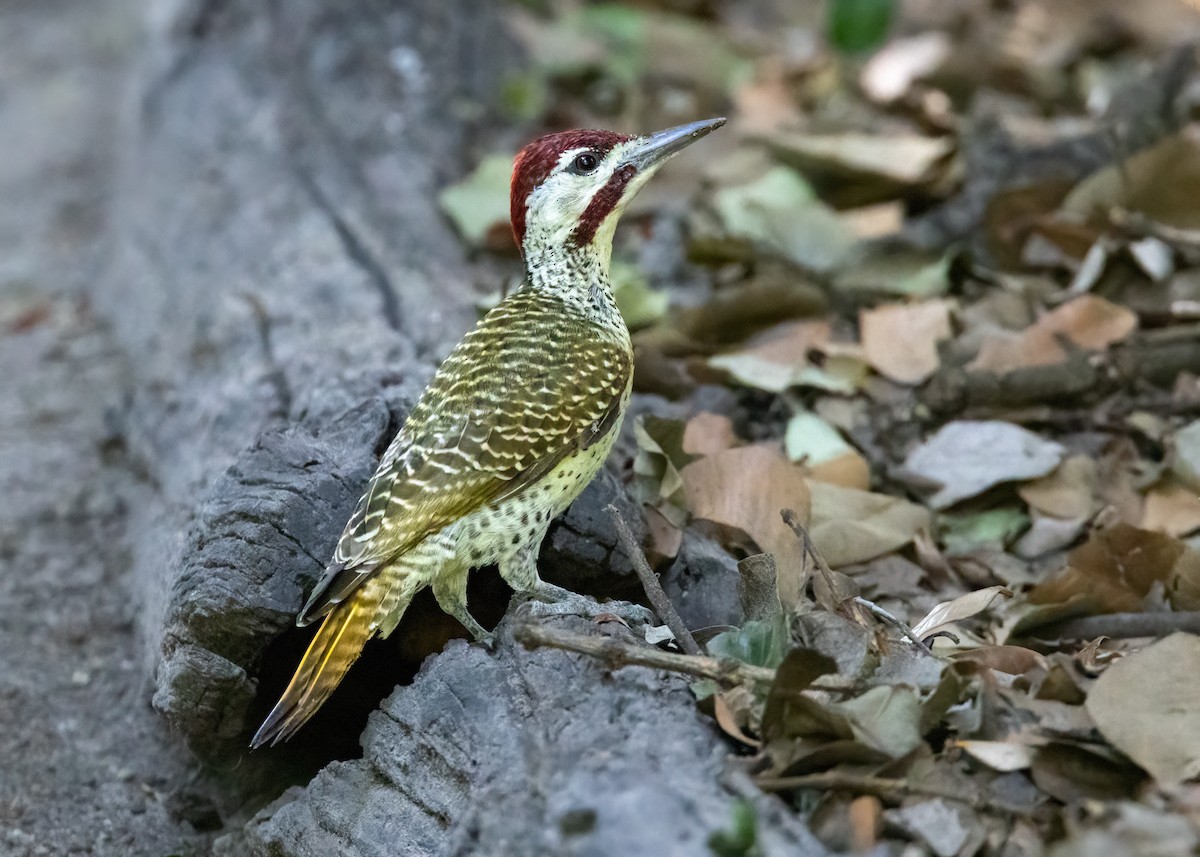 Bennett's Woodpecker - ML621012178