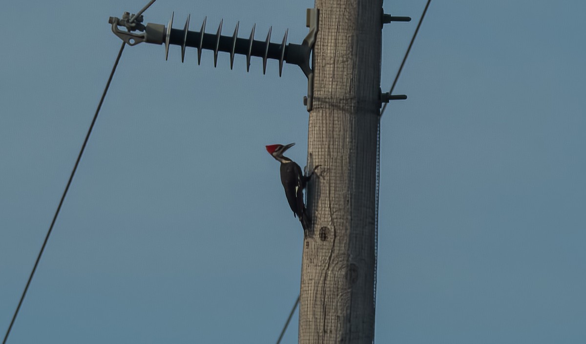 Pileated Woodpecker - ML621012195