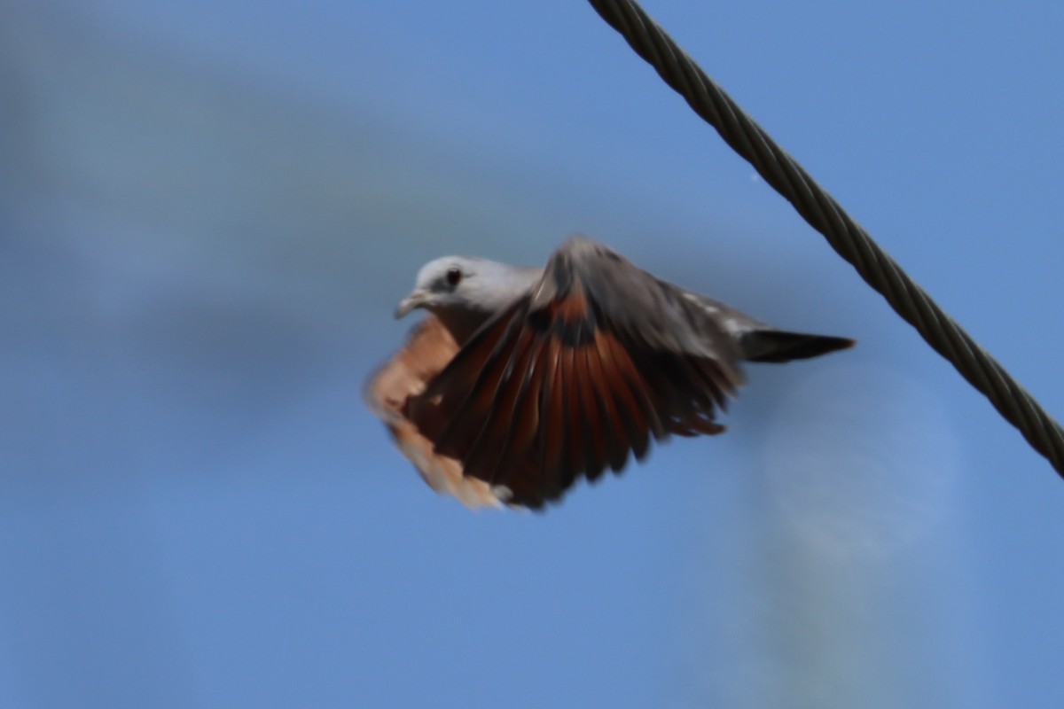 Plain-breasted Ground Dove - ML621012196