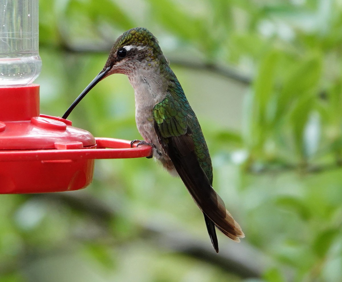 Rivoli's Hummingbird - ML621012230