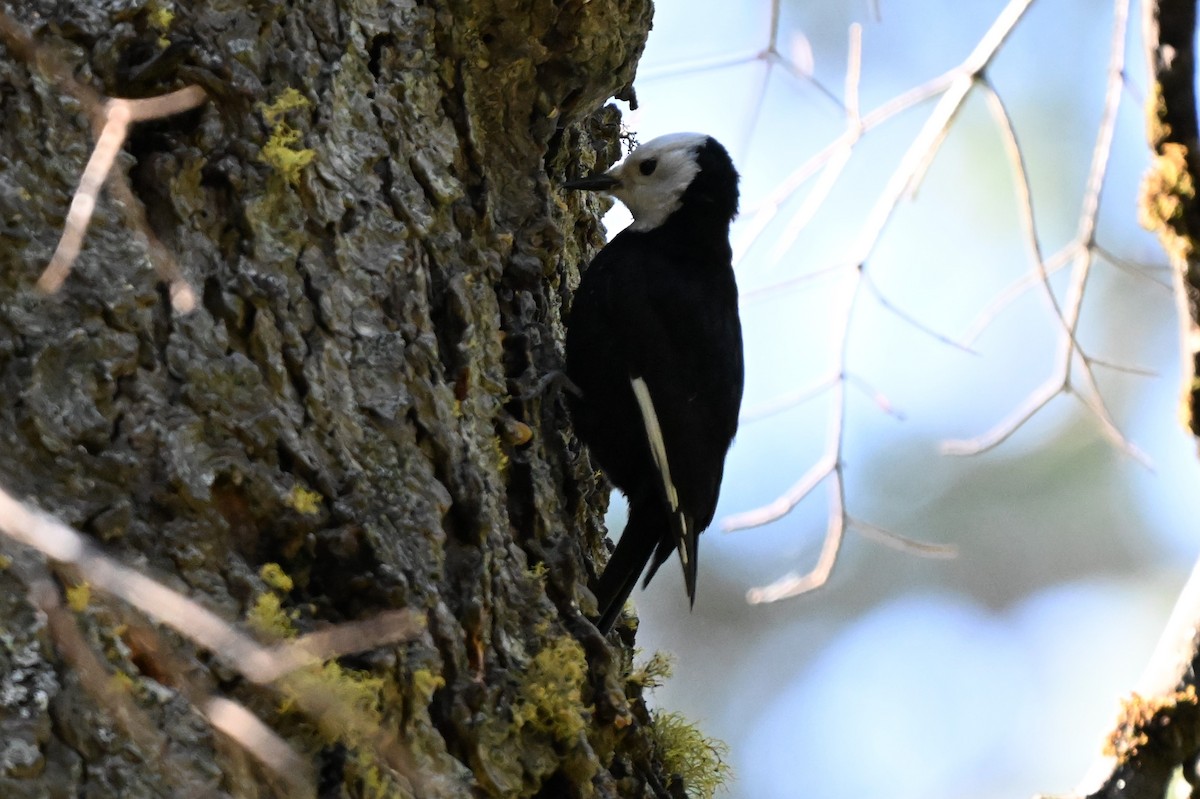 White-headed Woodpecker - ML621012340