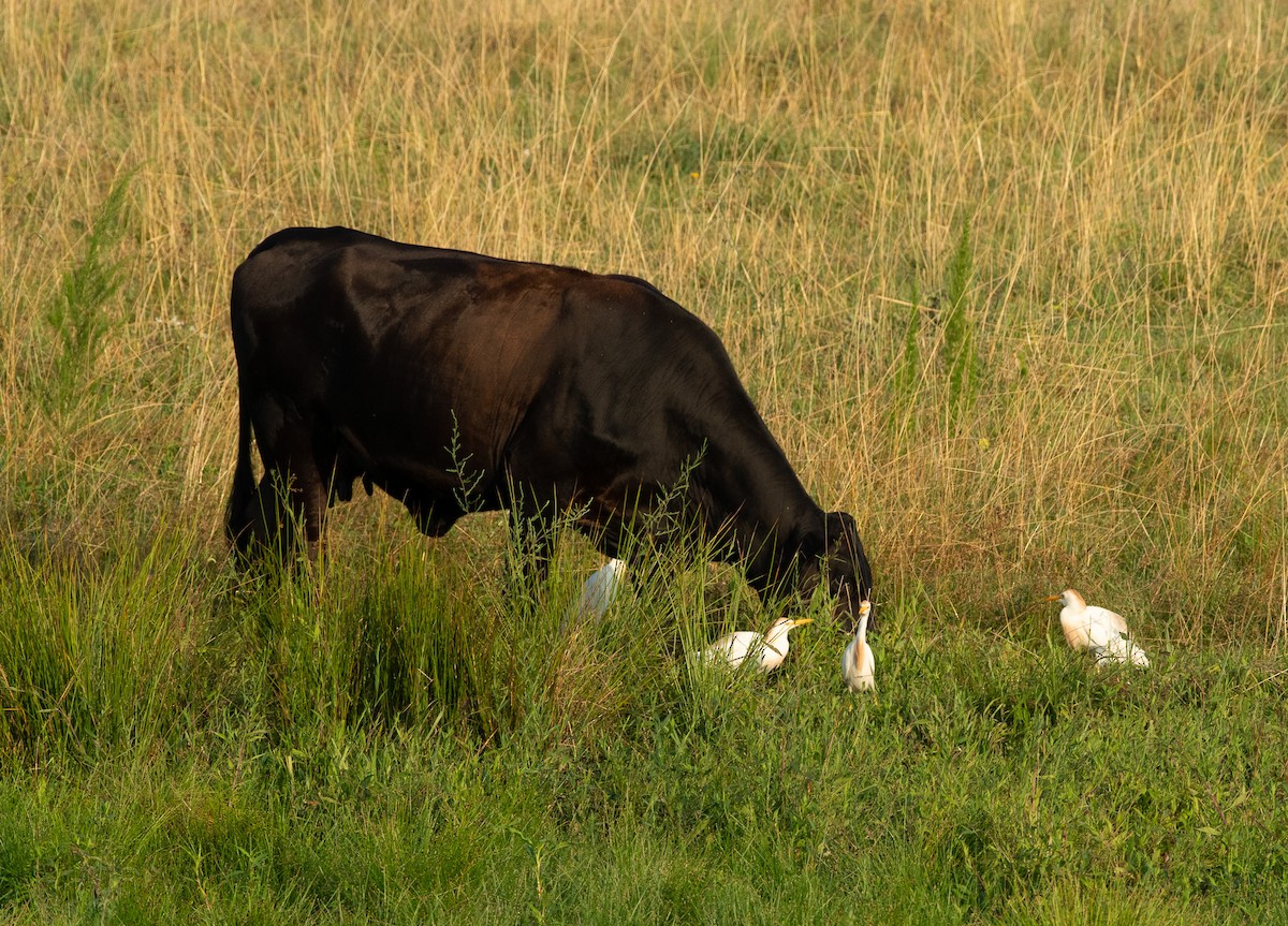 Western Cattle Egret - ML621012409