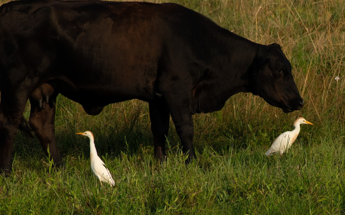 Western Cattle Egret - ML621012410