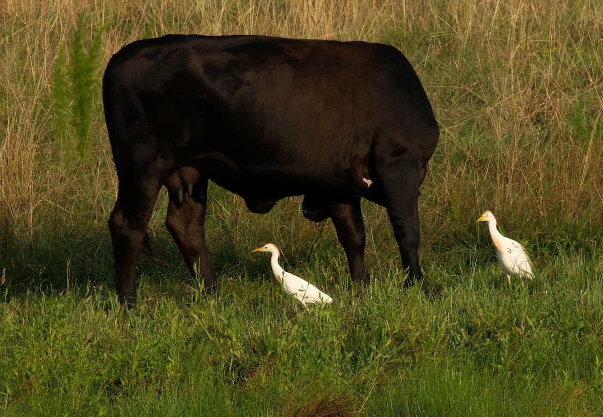 Western Cattle Egret - ML621012416