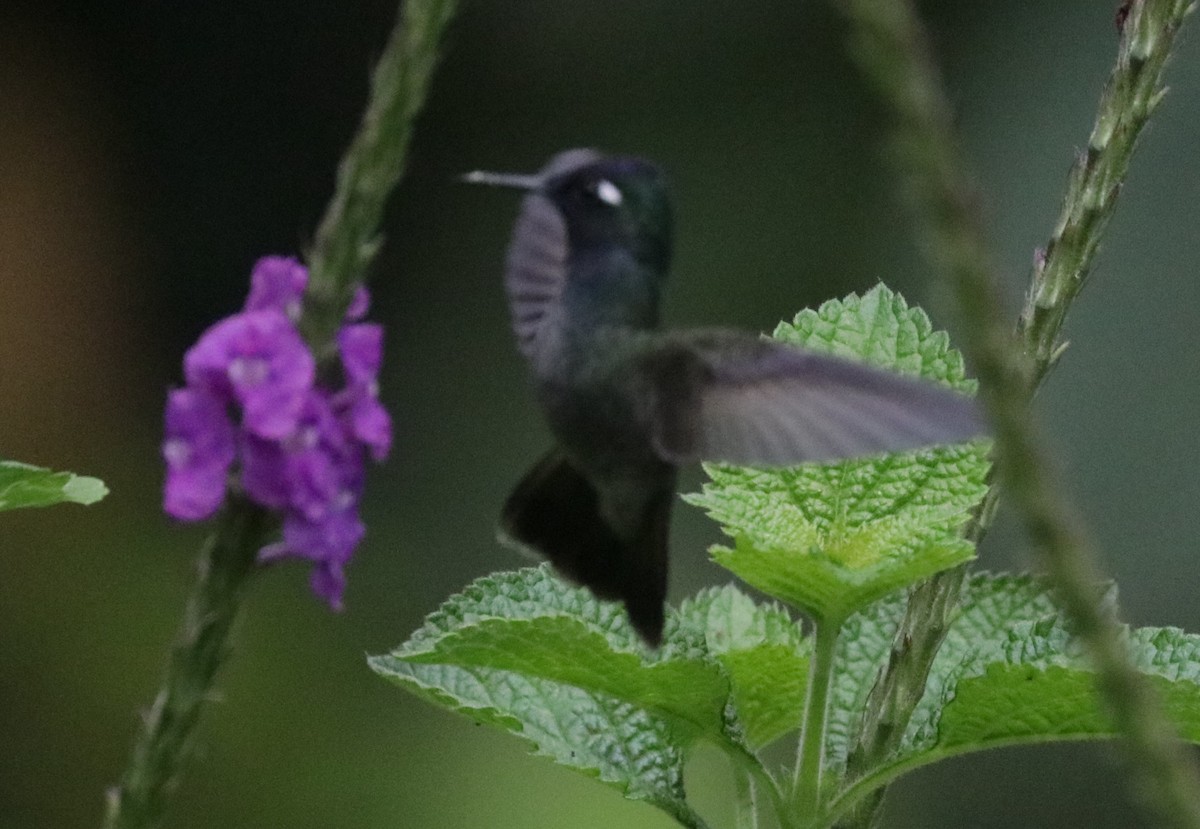 Violet-headed Hummingbird - ML621012424