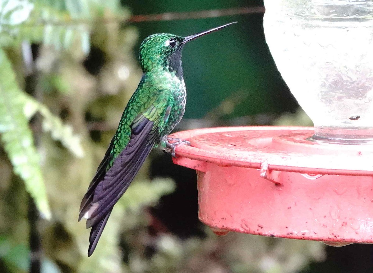 kolibřík rezavořitý - ML621012425