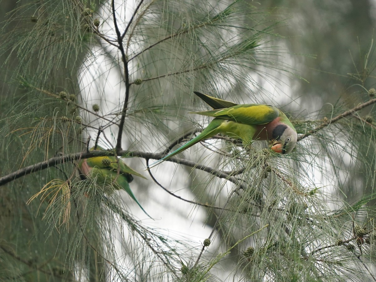 Long-tailed Parakeet - ML621012426
