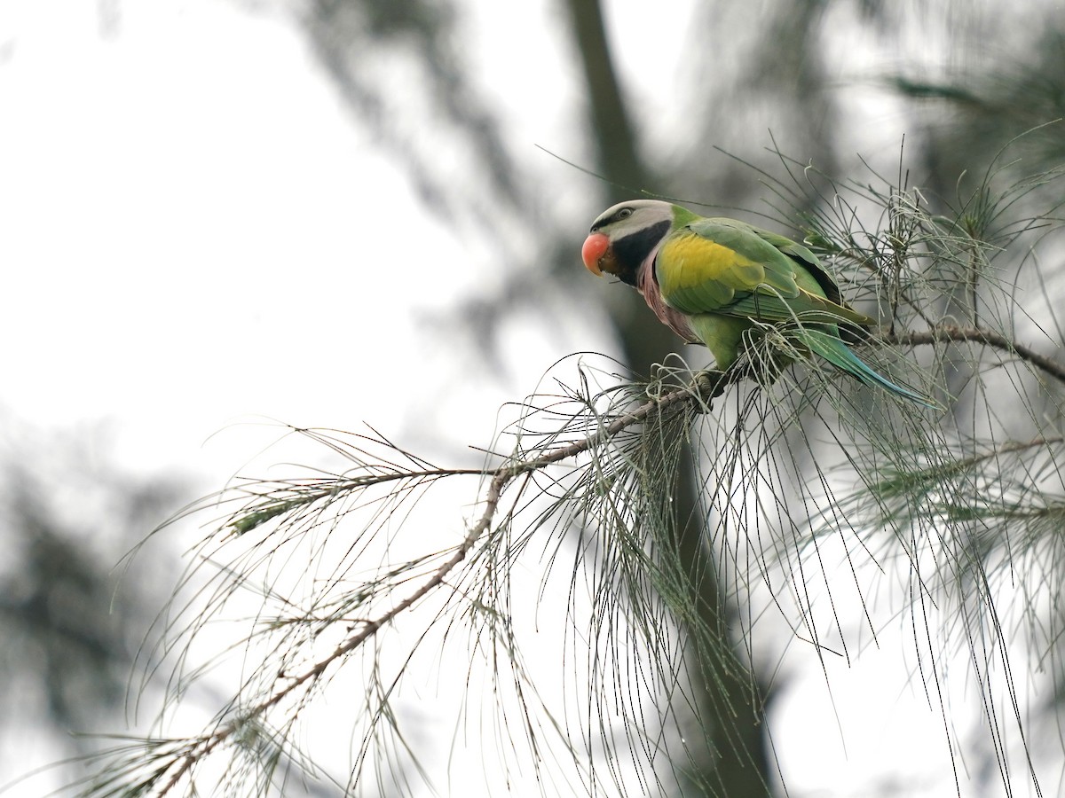 Long-tailed Parakeet - ML621012427
