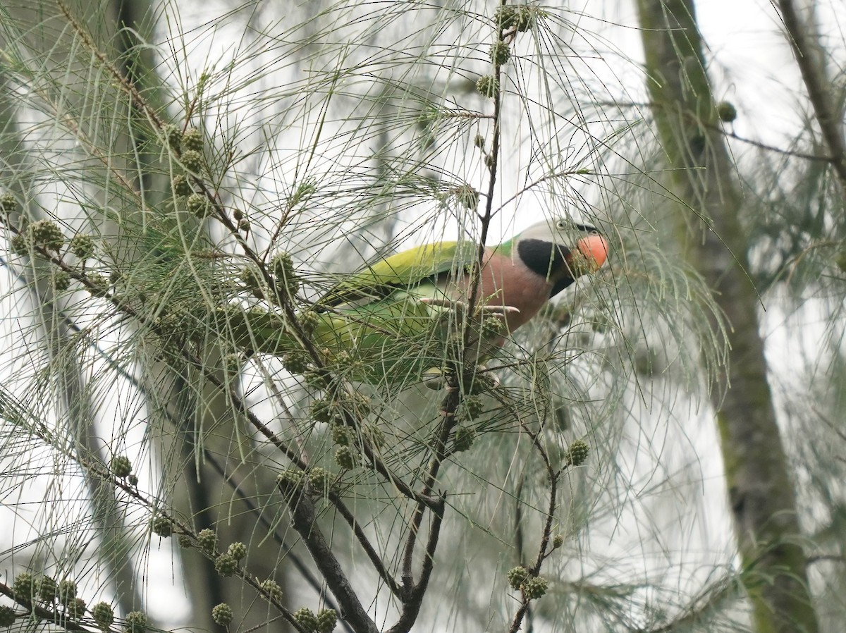 Long-tailed Parakeet - ML621012428