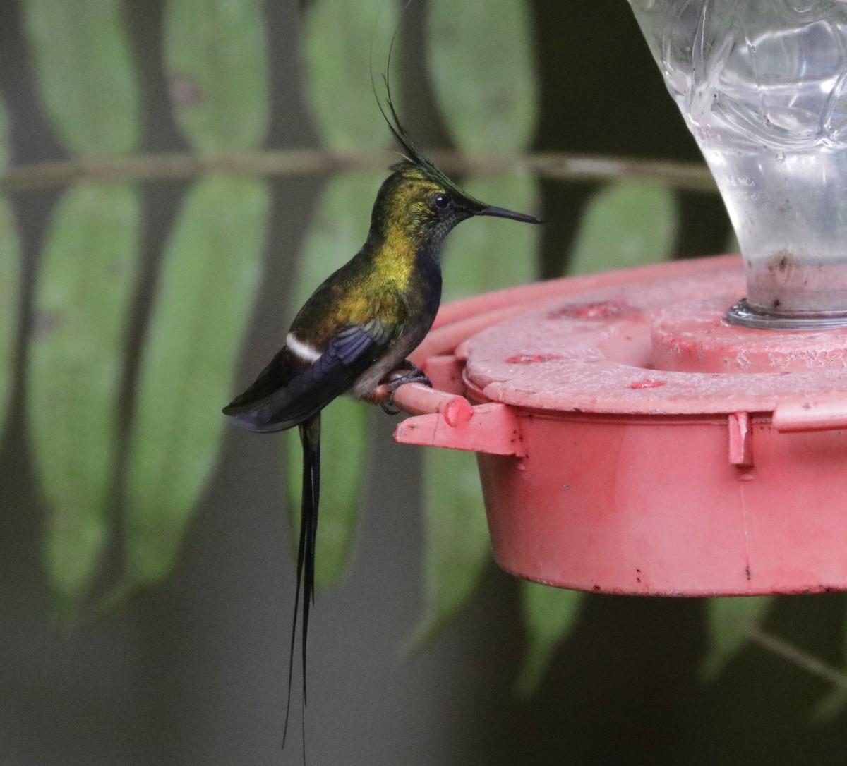 Wire-crested Thorntail - ML621012430