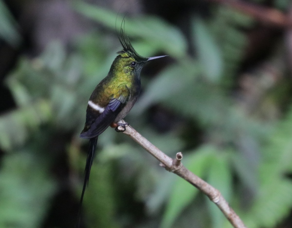 Wire-crested Thorntail - ML621012432