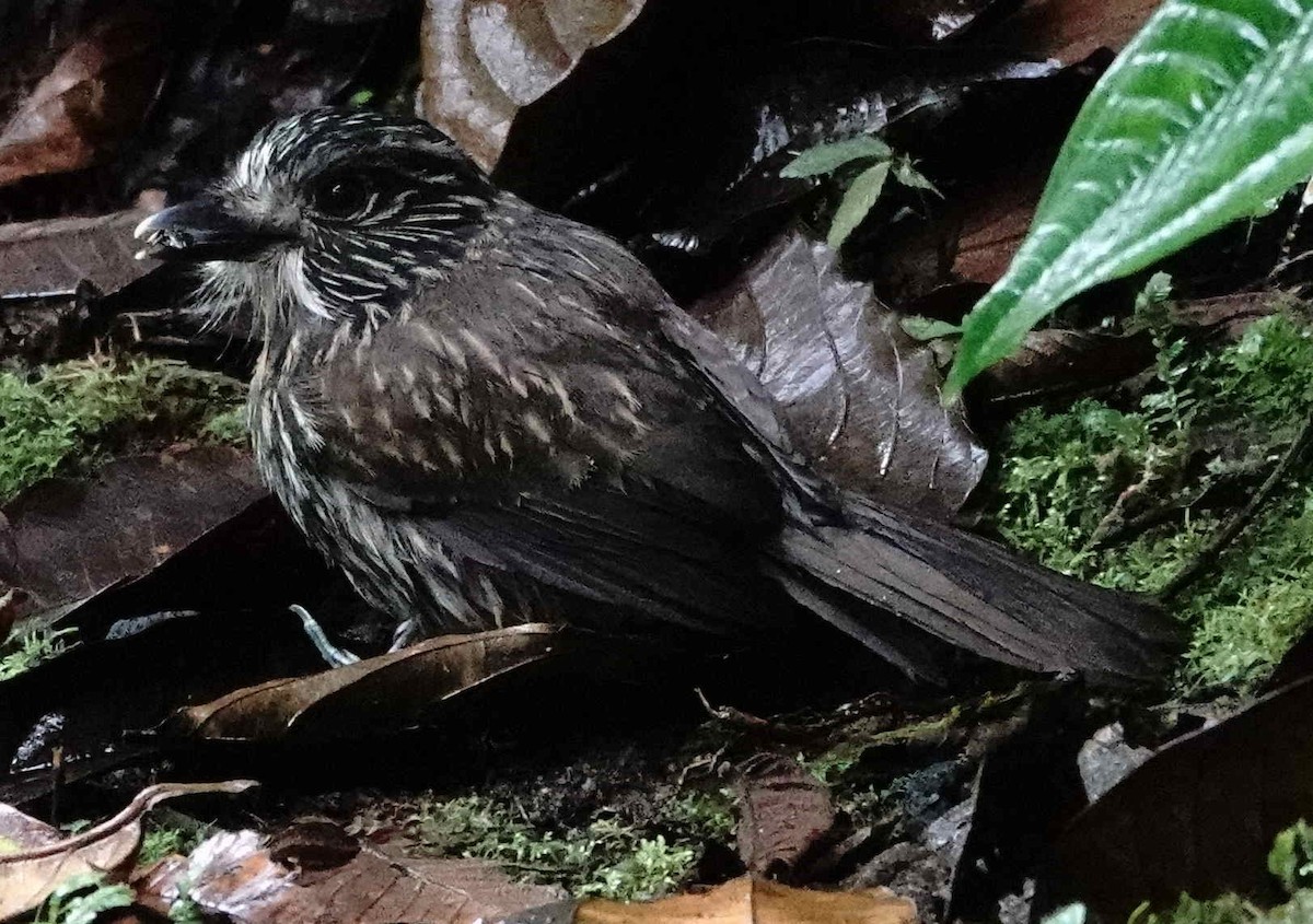 Black-streaked Puffbird - ML621012433