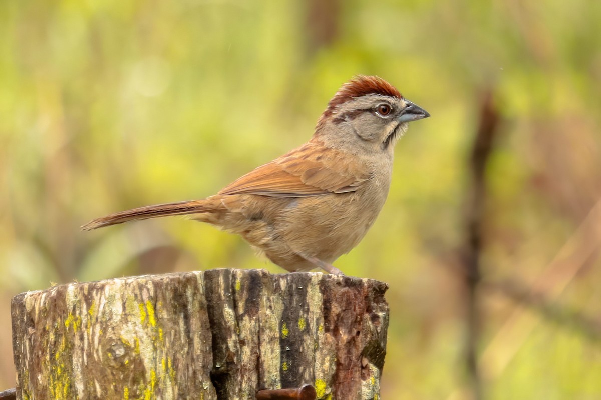 Rusty Sparrow - ML621012441