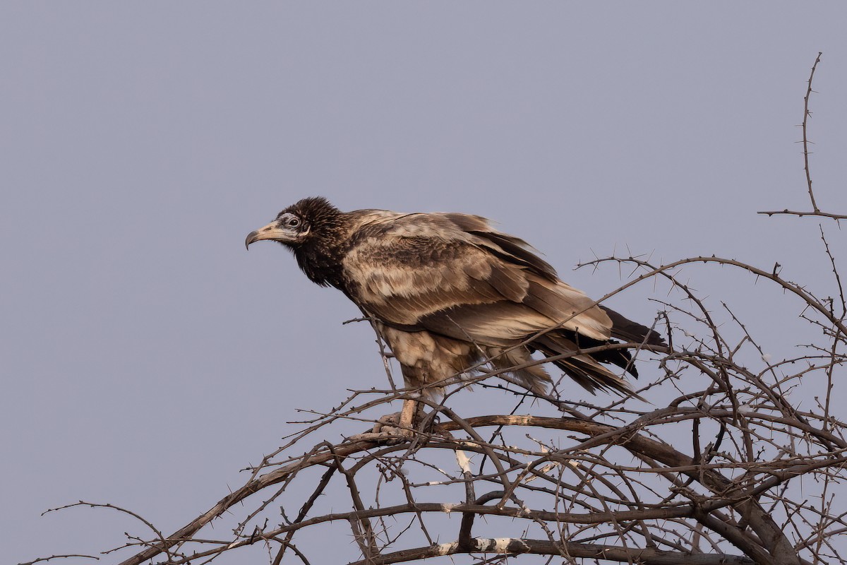 Egyptian Vulture - Preeti Schatzman