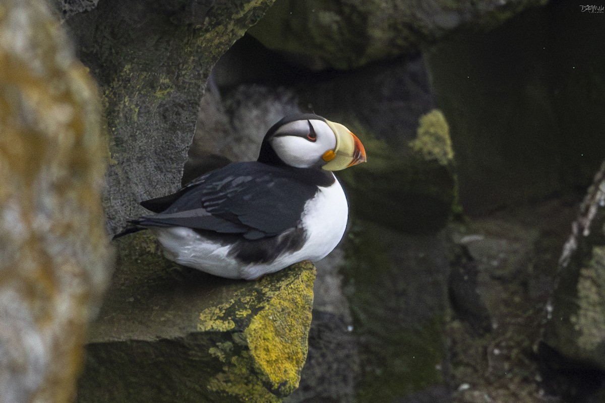 Horned Puffin - ML621012472