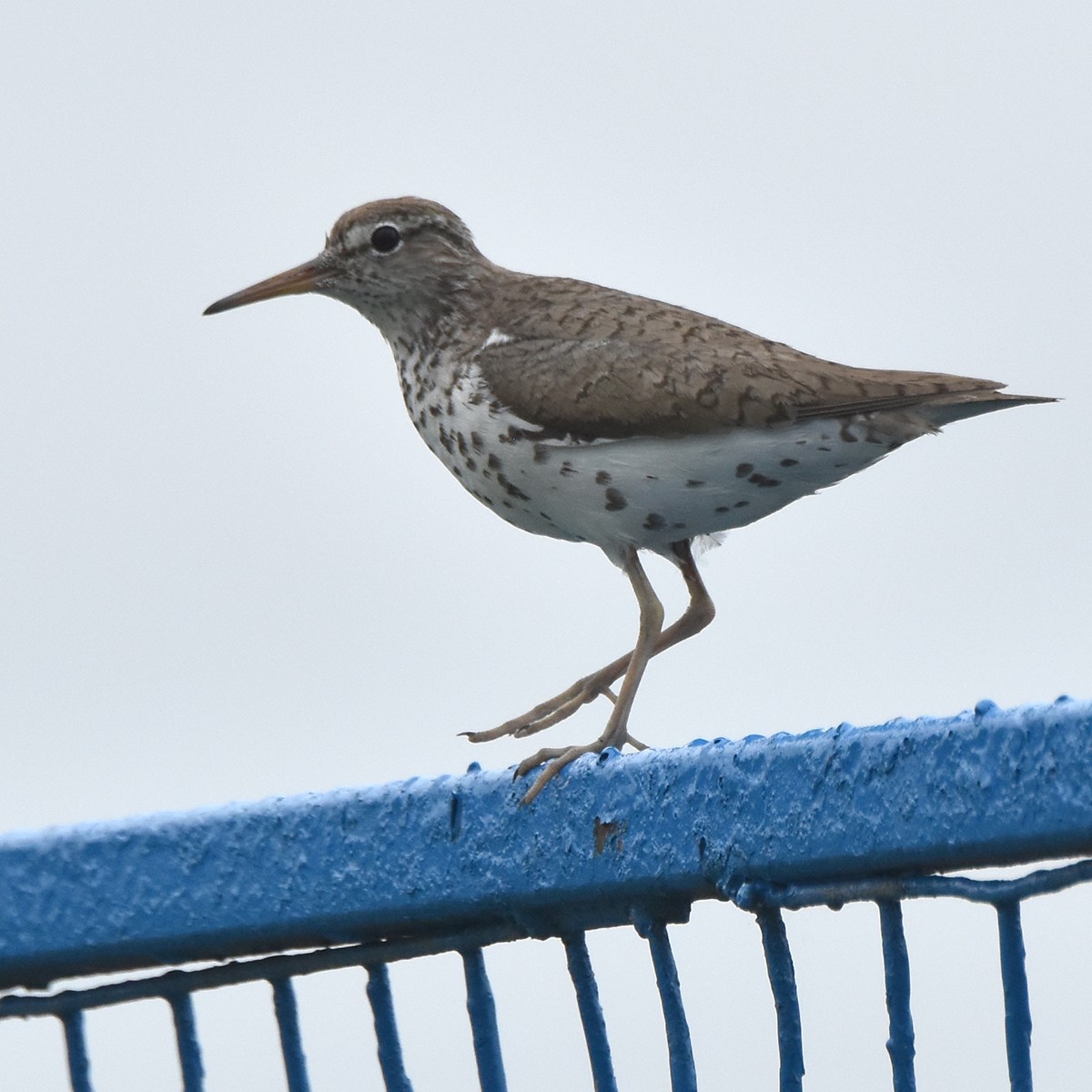 Spotted Sandpiper - John Sproule