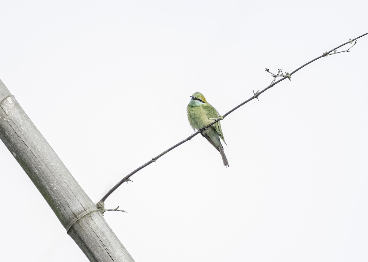 Asian Green Bee-eater - ML621012488