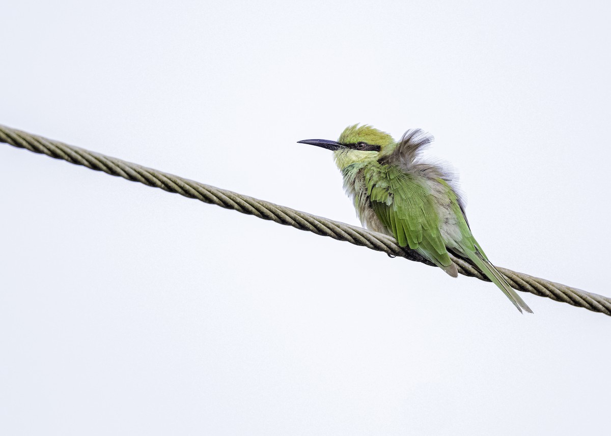 Asian Green Bee-eater - ML621012489