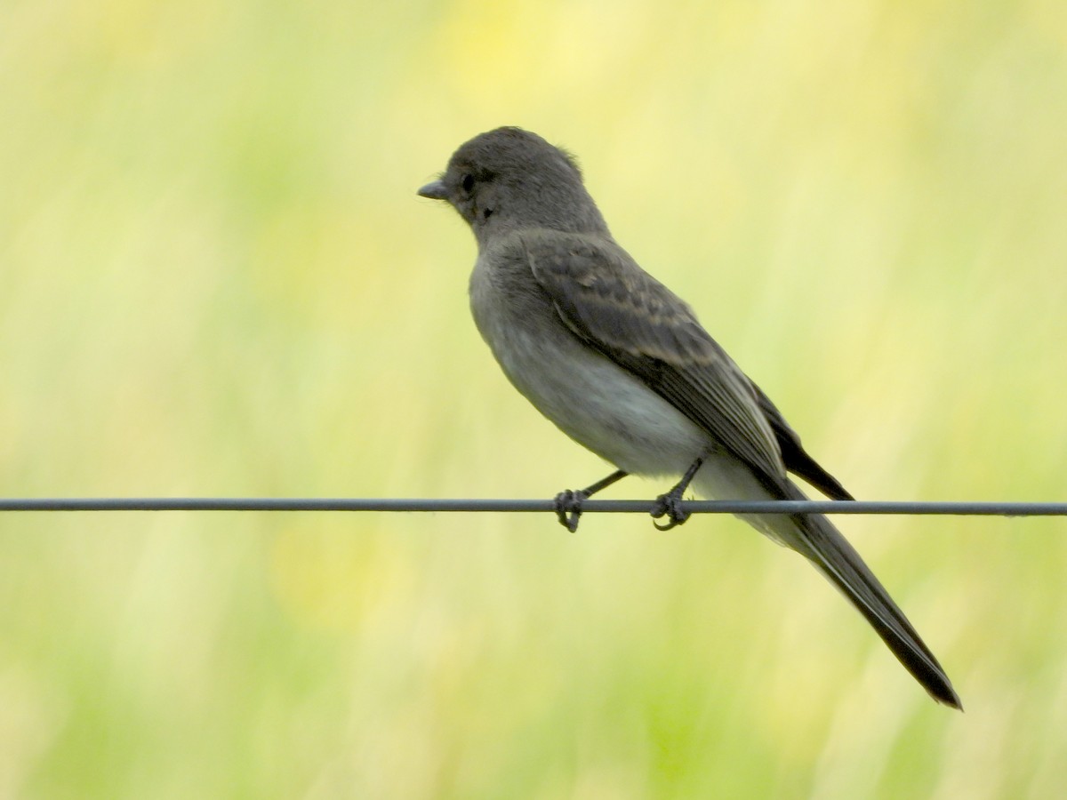 Eastern Phoebe - Jeff Percell