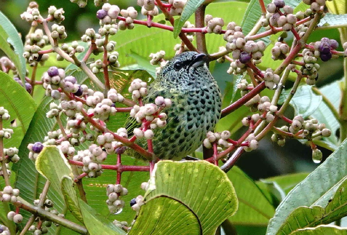 Spotted Tanager - ML621012497
