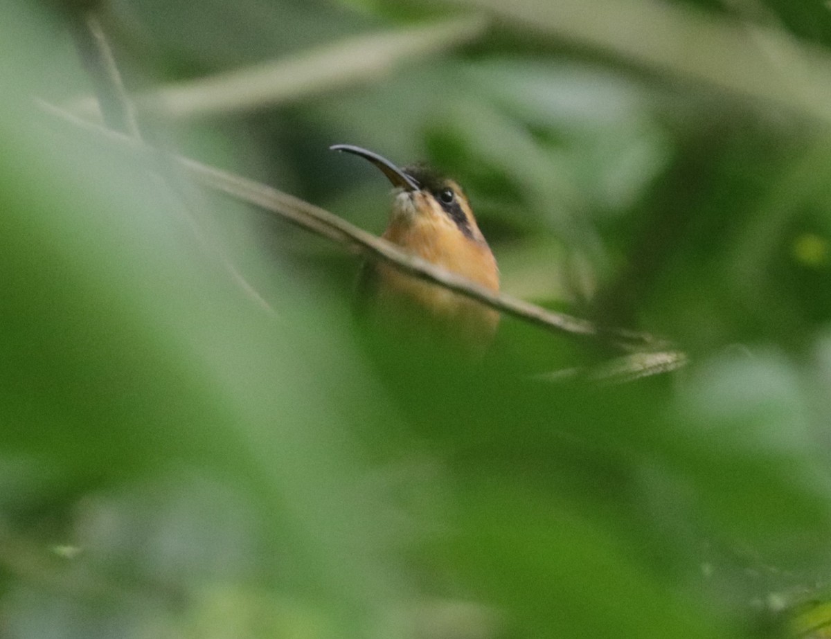 kolibřík šedobradý - ML621012499