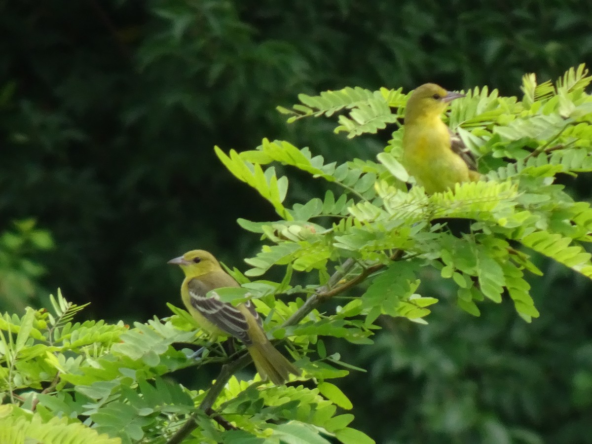 Orchard Oriole - ML621012517