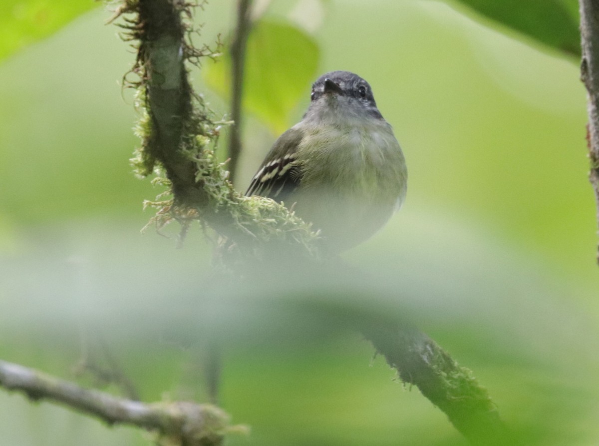 サンロクキクイタダキモドキ - ML621012521