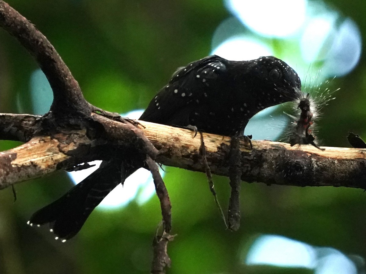 Square-tailed Drongo-Cuckoo - ML621012527